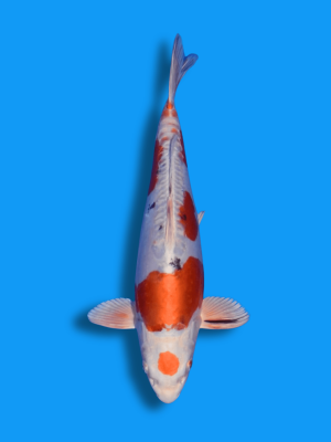 Maruten Yamato Nishiki | Koi&Co.